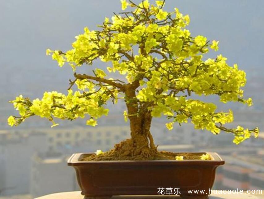 迎春花的特點(diǎn) 迎春花圖片分享