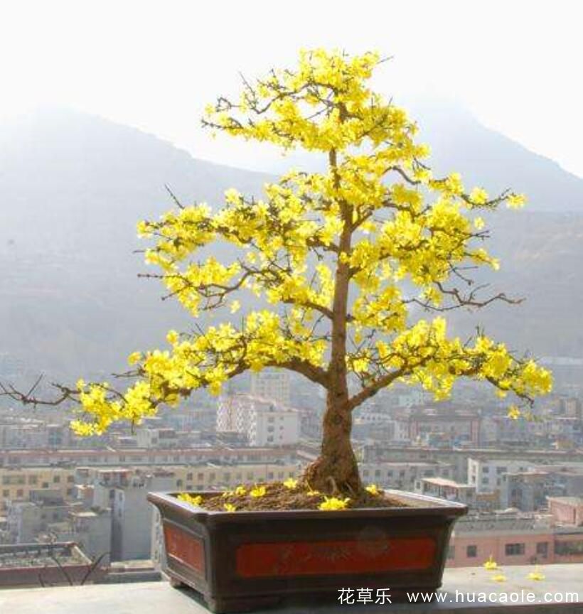 迎春花的特點(diǎn) 迎春花圖片分享