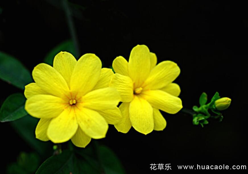 迎春花的特點(diǎn) 迎春花圖片分享