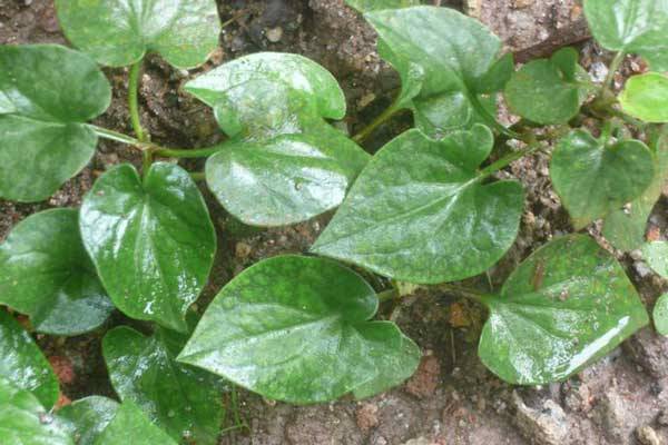 憶那些年我們一起挖過的野菜