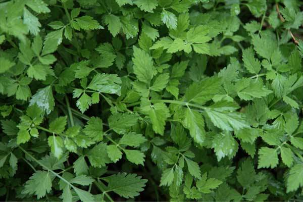 憶那些年我們一起挖過的野菜