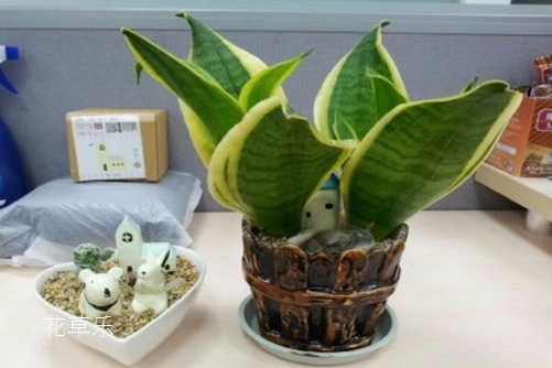 虎皮蘭居然有30多個品種你知道嗎？虎皮蘭怎么移植