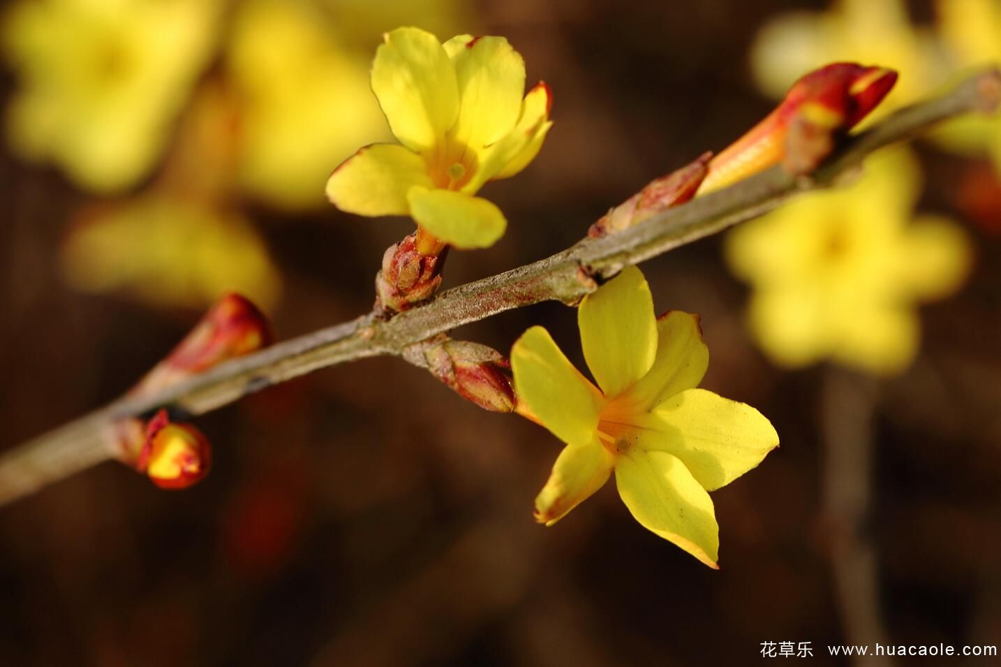 迎春花的特點(diǎn) 迎春花圖片分享