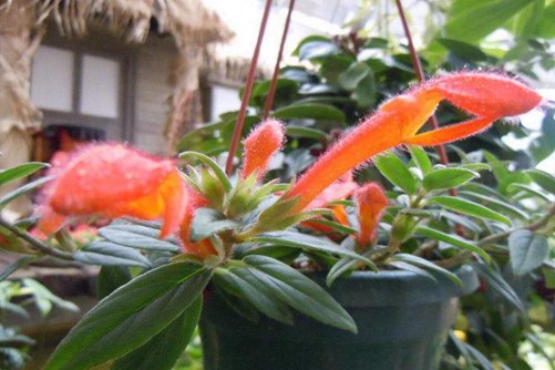 鯨魚花圖片 盆栽鯨魚花圖片欣賞