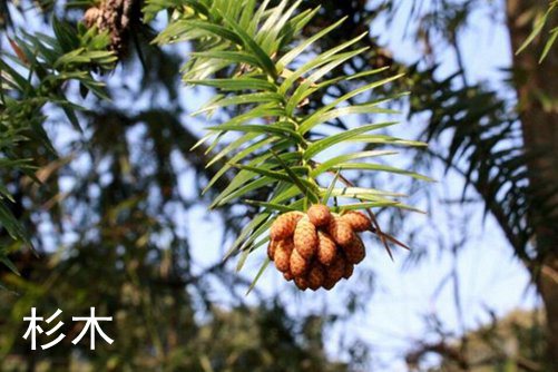 柳杉和杉木的區別 杉木還有祛風散瘀等功效