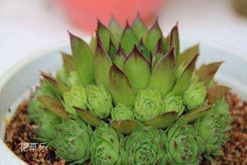 佛座蓮怎么換盆？花草樂告訴你，這樣換盆還很容易“生孩子”哦！