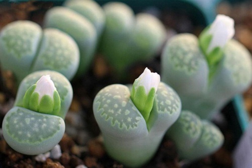 生石花怎樣生根，快生根的養(yǎng)護(hù)技巧