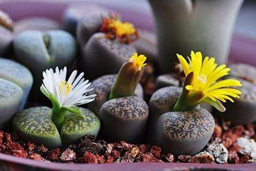 生石花怎樣生根，快生根的養(yǎng)護(hù)技巧