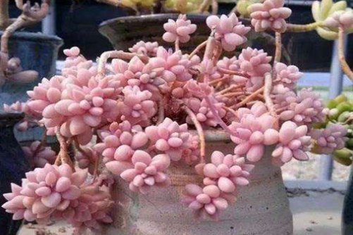 姬秋麗多肉養(yǎng)殖方法，用以下方法，從屌絲丑樣逆襲成白富美！