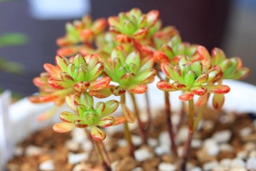 小人祭什么時(shí)候開花？我是一般不開花，開起花來也萌死人的多肉君！
