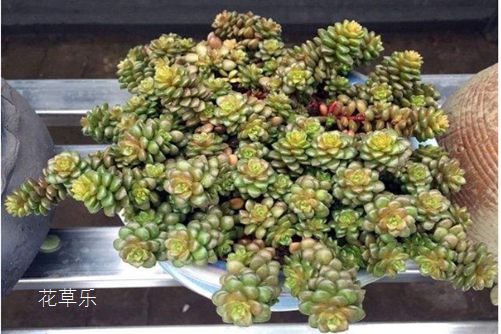 小玉的養(yǎng)殖方法及注意事項，我家小玉長成記！