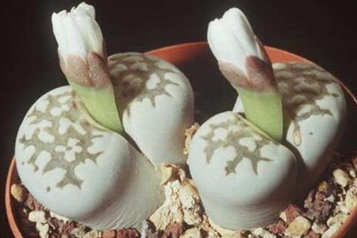 生石花怎么養？手把手教你如何把生石花養得像“屁股”！