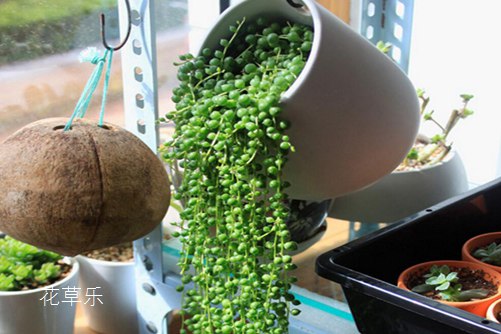 珍珠吊蘭腐爛怎么辦？這樣挽救你的珍珠吊蘭很快爆盆成瀑布