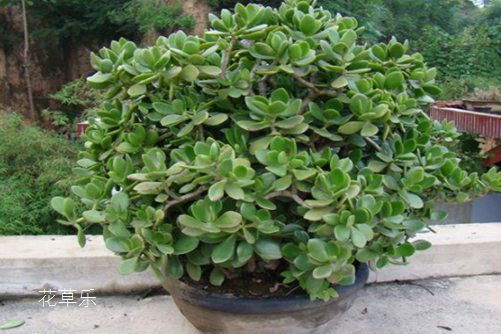 多肉燕子掌開花，你造嗎？如何讓燕子掌年年開花？