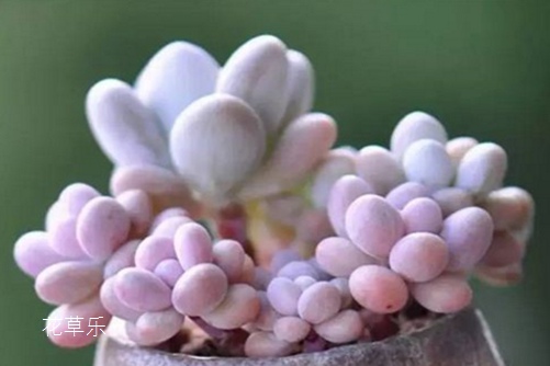 桃之卵怎么爆盆？我不要三生三世十里桃花，只要一窗臺的桃之卵