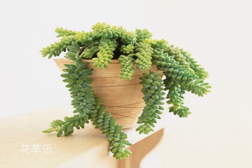 翡翠景天好養嗎 翡翠景天和千佛手有什么不同