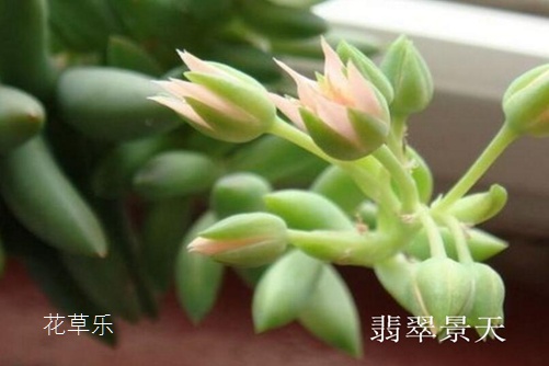 翡翠景天好養嗎 翡翠景天和千佛手有什么不同