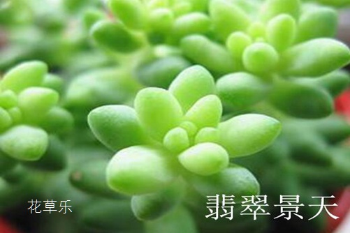 翡翠景天好養嗎 翡翠景天和千佛手有什么不同