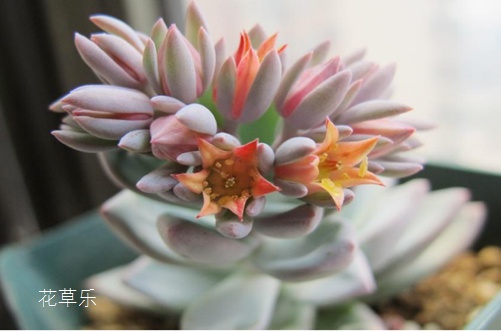你見過霜之朝開花嗎？據(jù)說見過霜之朝開花的人都很幸福！
