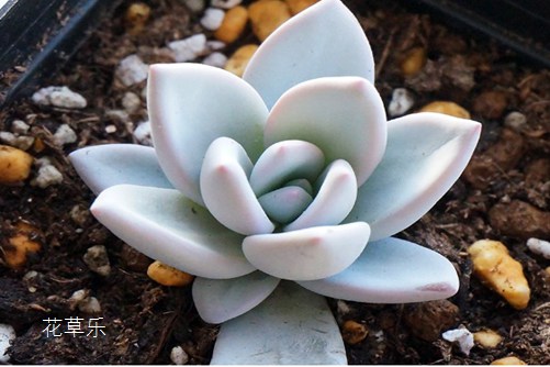 你見過霜之朝開花嗎？據(jù)說見過霜之朝開花的人都很幸福！
