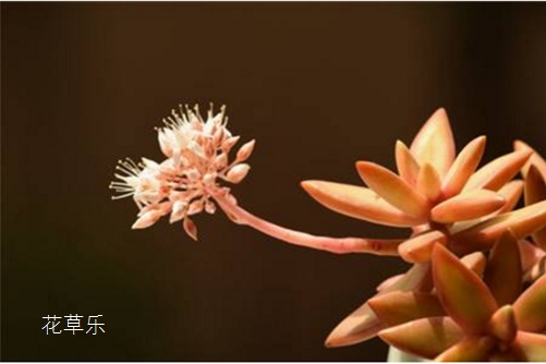 銘月幾時有，花開在何時?多肉銘月會開花嗎？