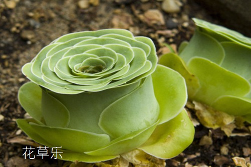 這么好看的山地玫瑰真的不了解一下嗎