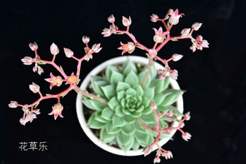 相逢就是緣，銀星開花會(huì)死嗎？