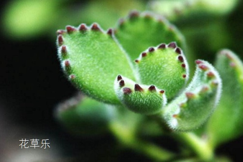 多肉熊掌花怎么修剪和摘心，才會很快長出熊掌一樣的“紅爪子”