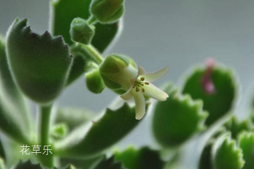 多肉熊掌花怎么修剪和摘心，才會很快長出熊掌一樣的“紅爪子”