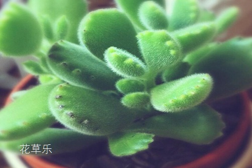 多肉熊掌花怎么修剪和摘心，才會很快長出熊掌一樣的“紅爪子”