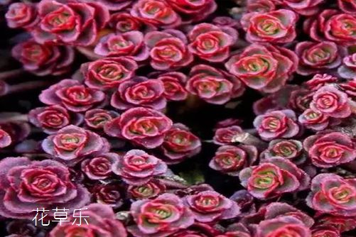 小球玫瑰怎么養更好看—不如來看看我們怎么說