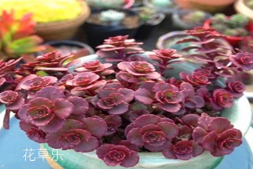 小球玫瑰怎么養更好看—不如來看看我們怎么說