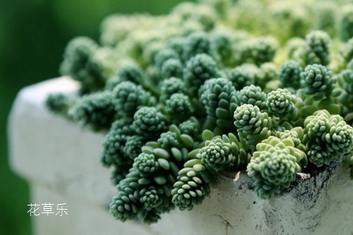 你家姬星美人美了嗎？學(xué)會(huì)姬星美人要如何養(yǎng)護(hù)，你的美人一定爆盆