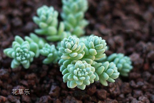 你家姬星美人美了嗎？學(xué)會(huì)姬星美人要如何養(yǎng)護(hù)，你的美人一定爆盆