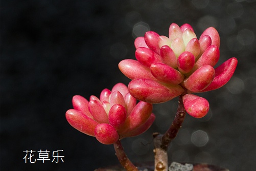 美人如玉劍如虹—多肉虹之玉怎么養