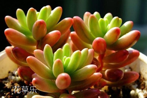 美人如玉劍如虹—多肉虹之玉怎么養