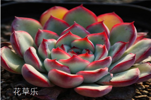 花月夜養殖方法！學會這些讓你的多肉花月夜比石蓮花更漂亮！