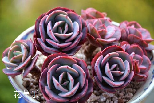多肉紅粉臺(tái)閣怎么養(yǎng)？你的養(yǎng)殖方法正確嗎？