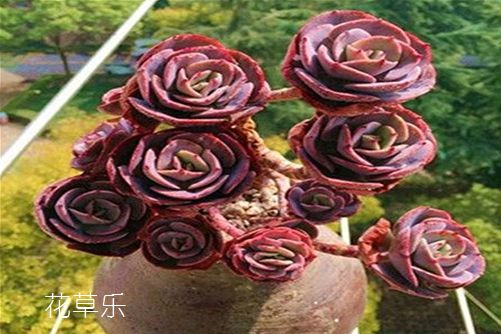 多肉紅粉臺(tái)閣怎么養(yǎng)？你的養(yǎng)殖方法正確嗎？