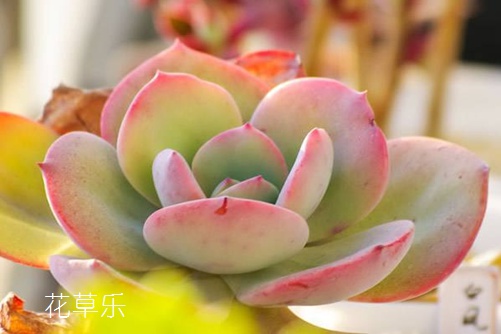 多肉白鳳怎么養才會膚若凝脂？學會下面這幾招就能做到