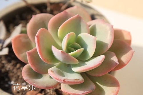 多肉白鳳怎么養才會膚若凝脂？學會下面這幾招就能做到