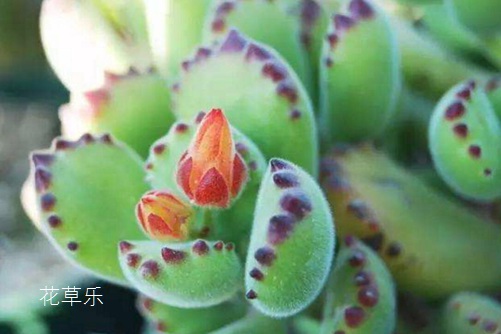 熊掌花怎么養才能有紅爪子，把握光照和澆水是關鍵