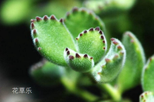 熊掌花怎么養才能有紅爪子，把握光照和澆水是關鍵