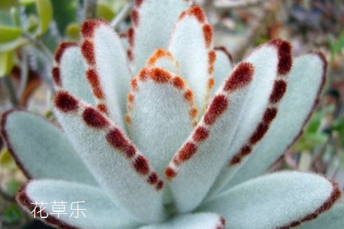 像兔耳朵一樣萌萌噠的多肉—月兔耳怎么養