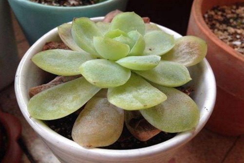 多肉化水怎么辦,多肉化水的原因分析和處理措施
