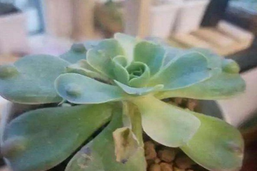 多肉化水怎么辦,多肉化水的原因分析和處理措施