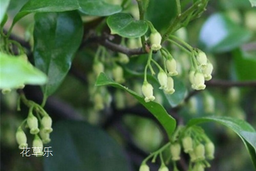 怎樣讓金彈子多掛果，達(dá)到觀形觀果的狀態(tài)