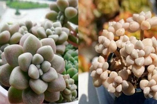 姬秋麗和丸葉姬秋麗的區(qū)別，從葉片、顏色和花朵三方面辨別