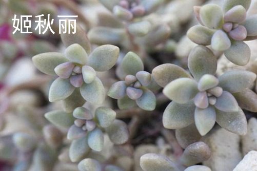 姬秋麗和丸葉姬秋麗的區(qū)別，從葉片、顏色和花朵三方面辨別