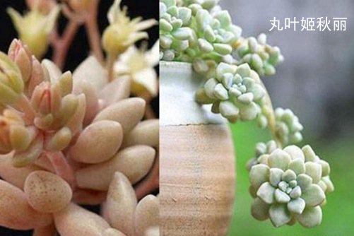 姬秋麗和丸葉姬秋麗的區(qū)別，從葉片、顏色和花朵三方面辨別